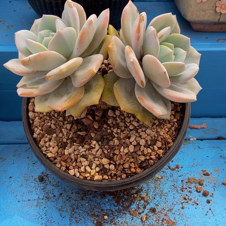 奶茶可拍111111111111