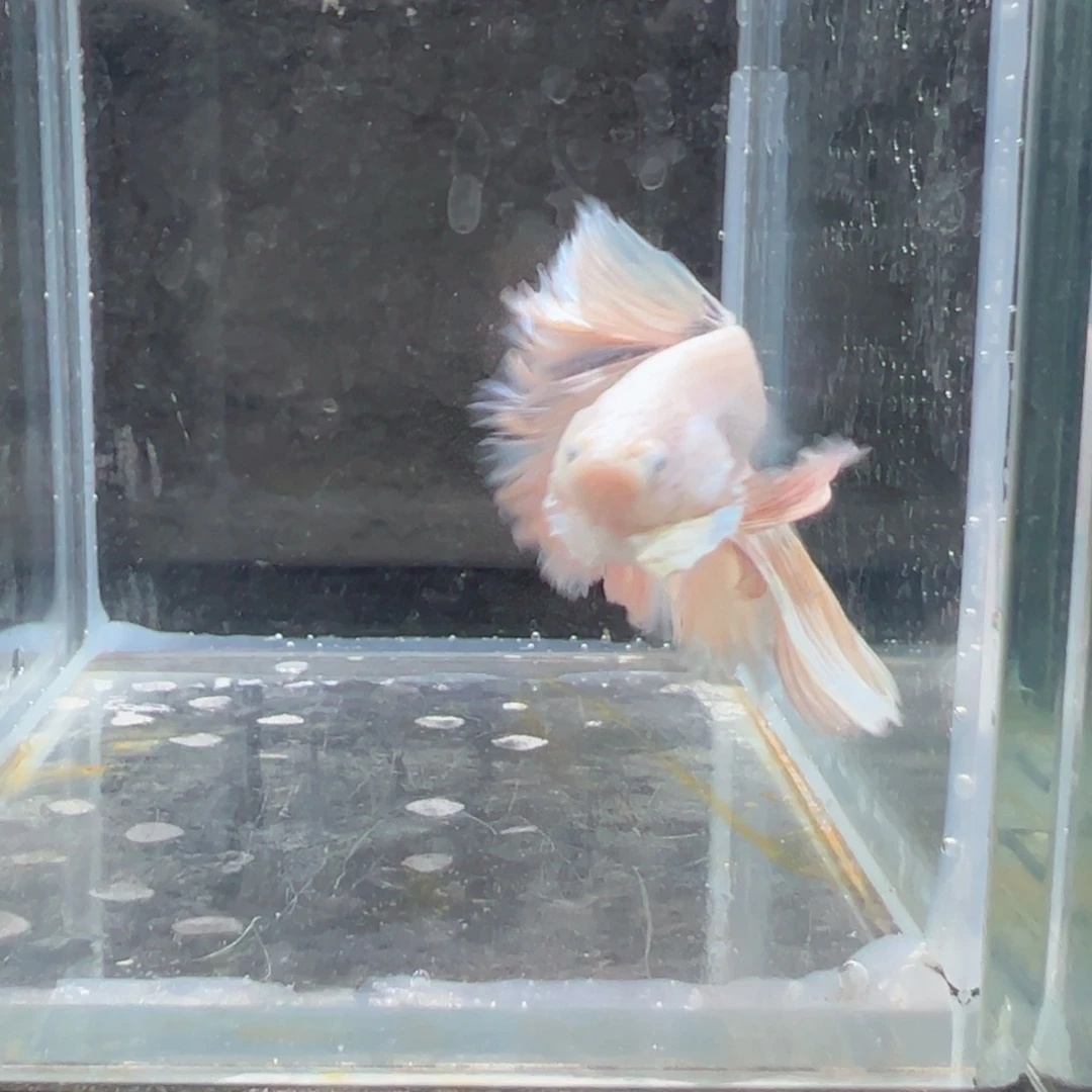 斗鱼浅色仙仙裙特殊尾