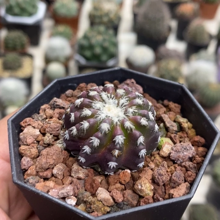 实生紫皮奇特球特价