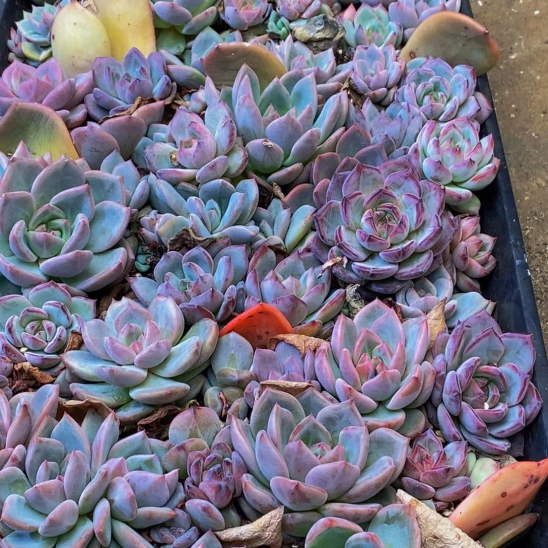 h****h219多肉植物纤维面膜贴