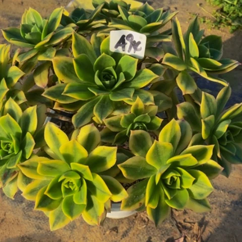 星爆多肉植物一物一拍94多肉