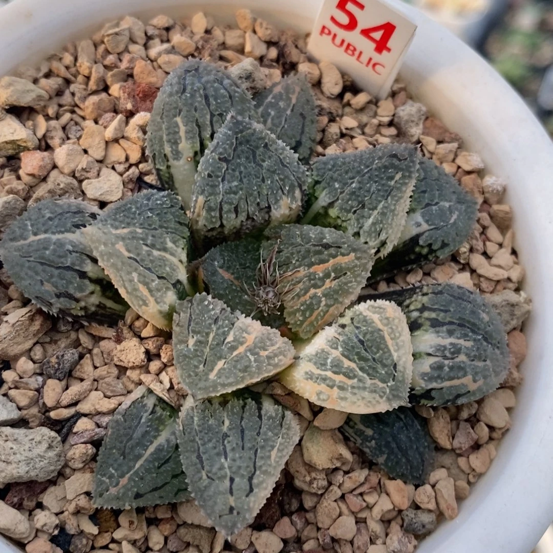 54号具味城锦多肉