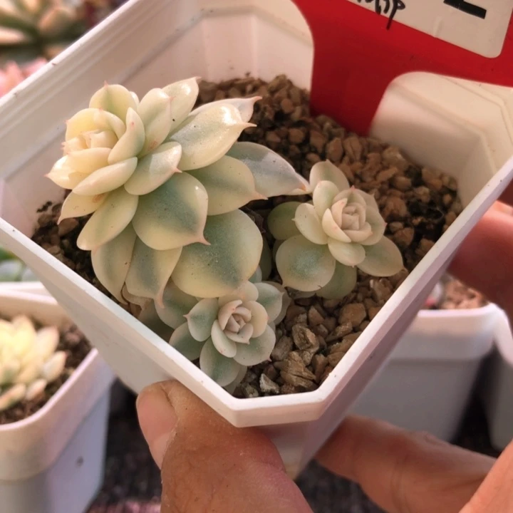 青岗锦有根有根有