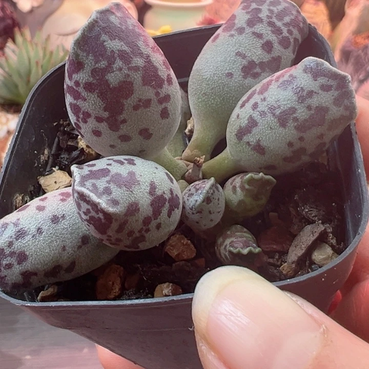 可以说是一种生活方式了吗
