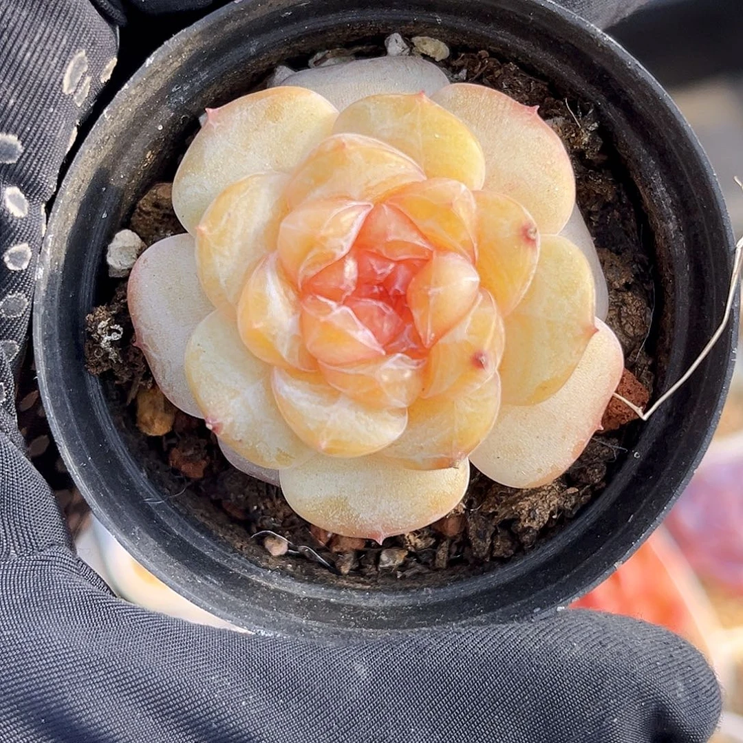 527  精灵豆珍妮满18包邮