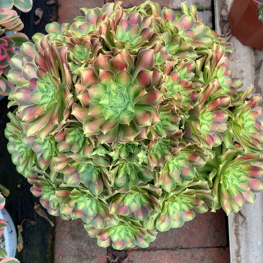 韶华老桩，多肉植物
