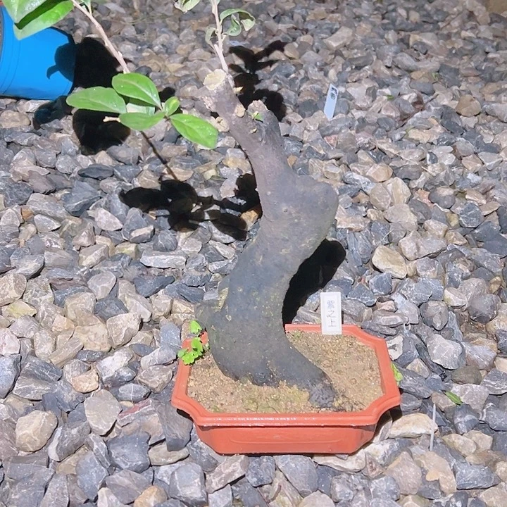 秋***雨完全开放哈哈哈哈哈