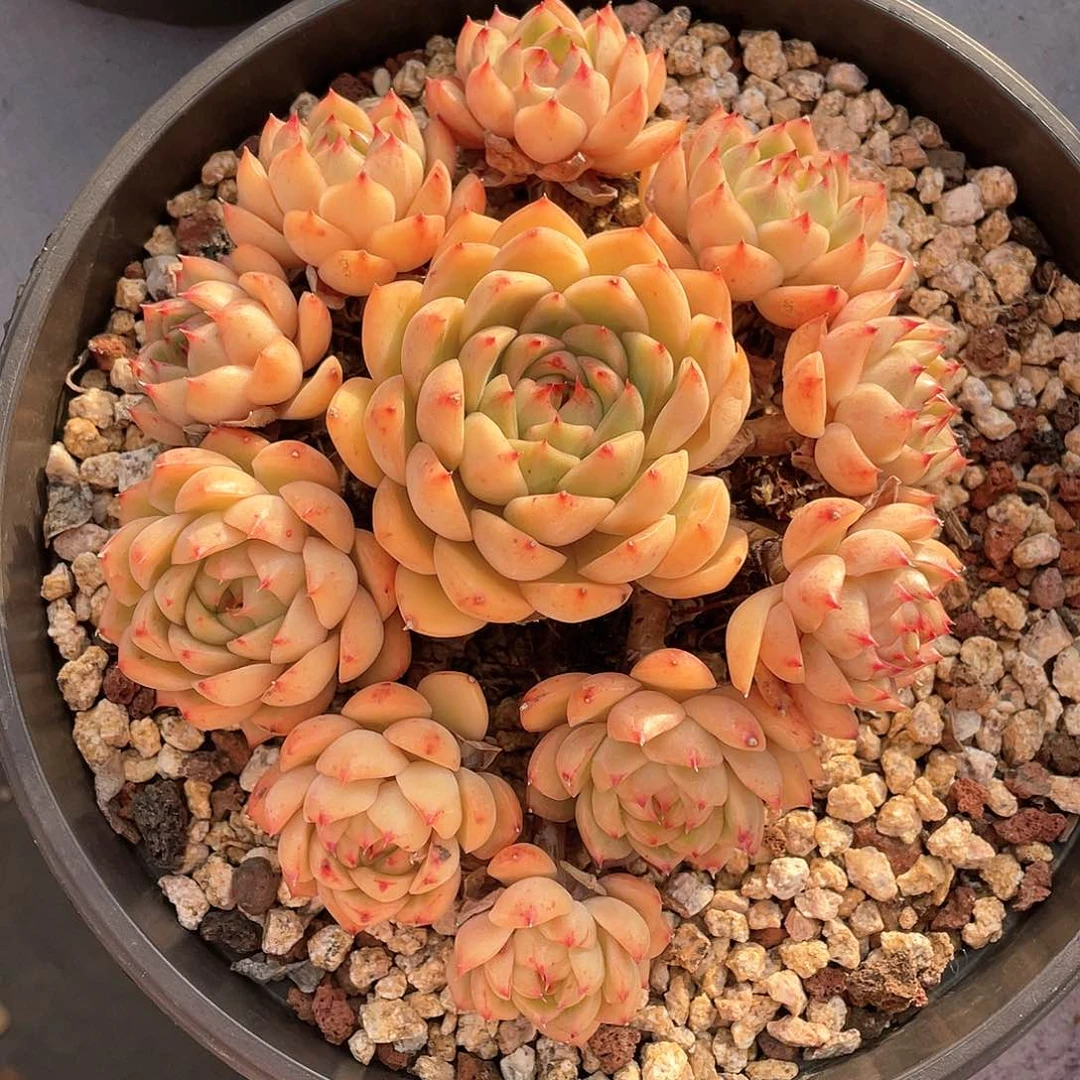 多肉植物一物一拍