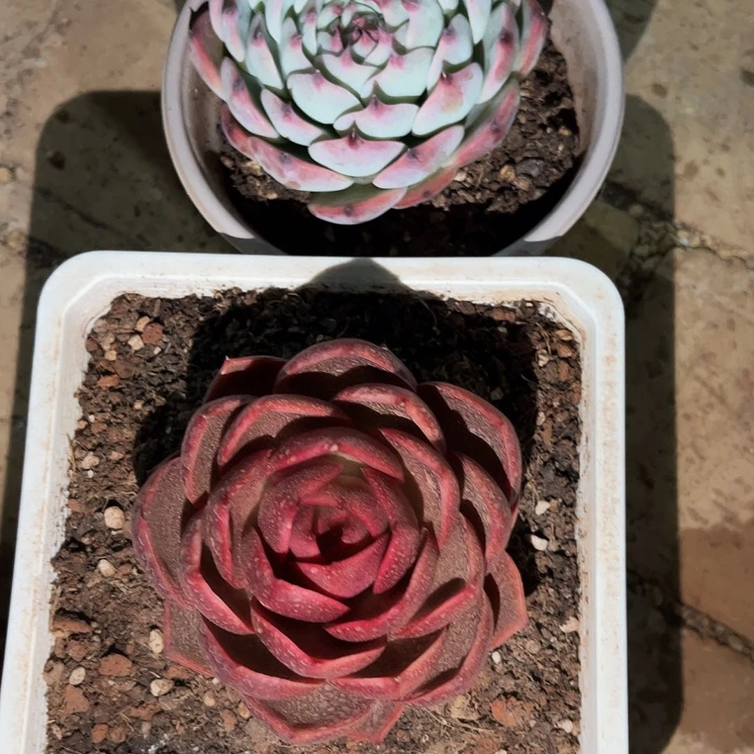 寄养链接的肉肉的