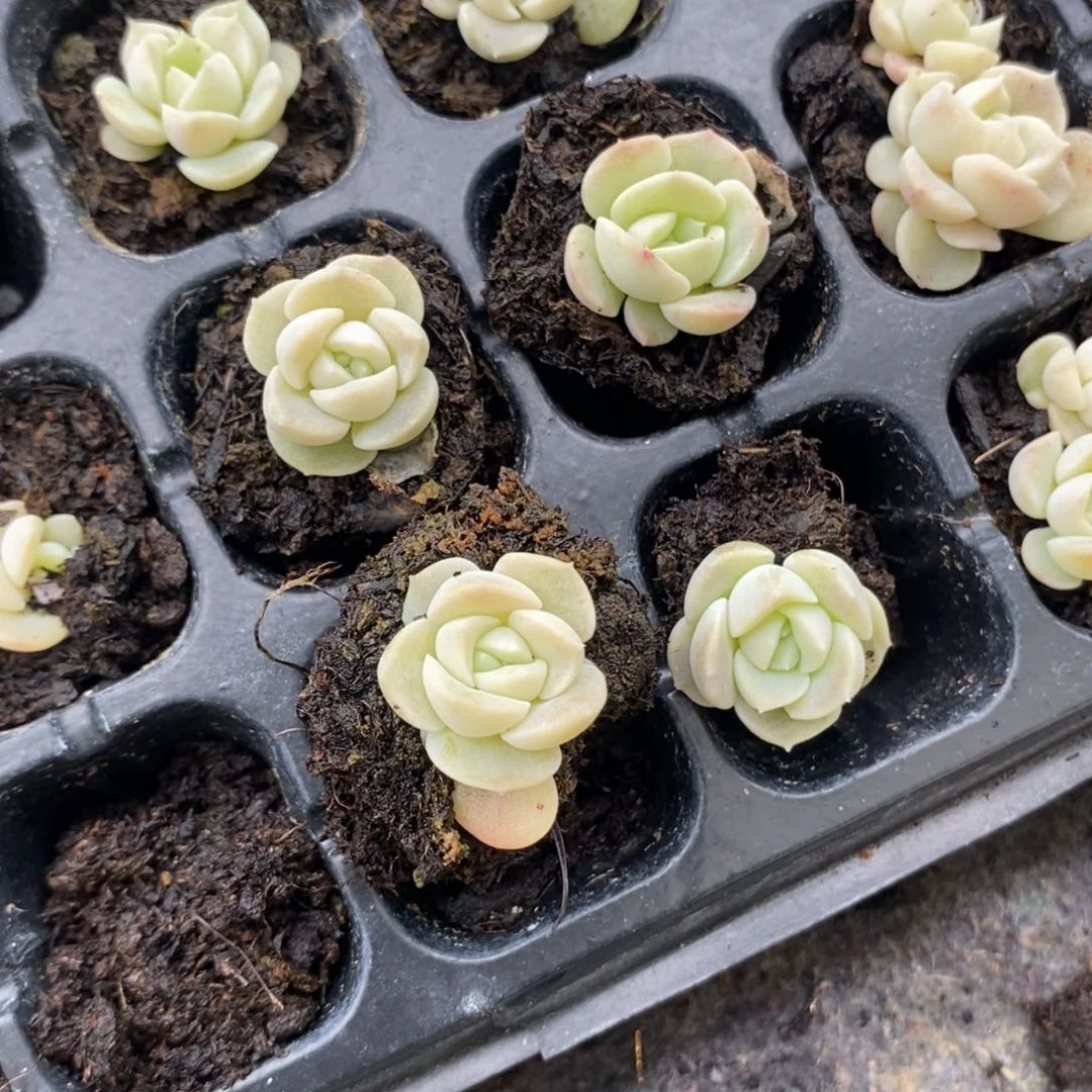 穴盘良辰小苗一个多肉量拍