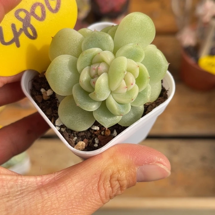 新品珍妮3头群4806