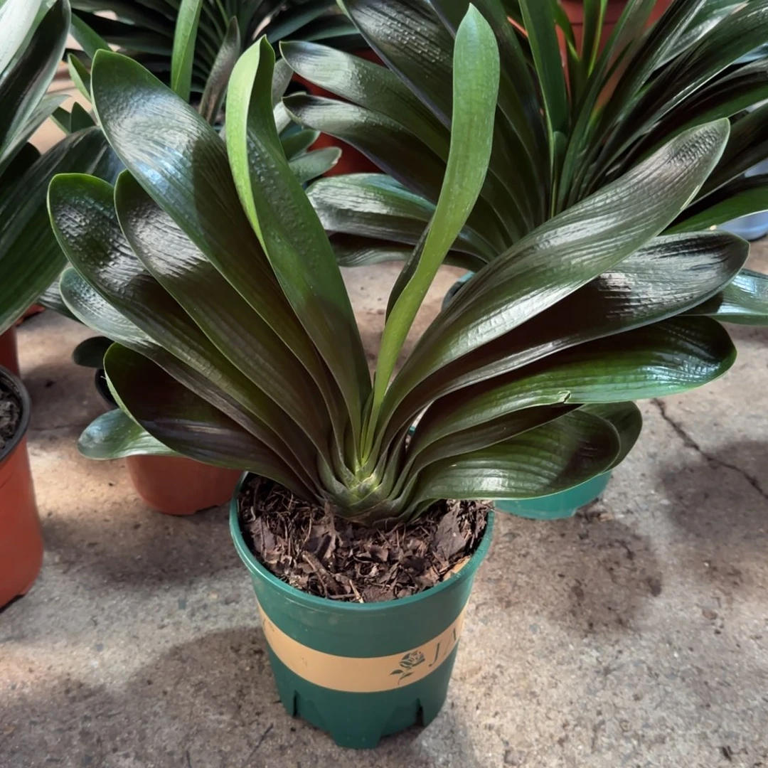 完全开放一物一拍