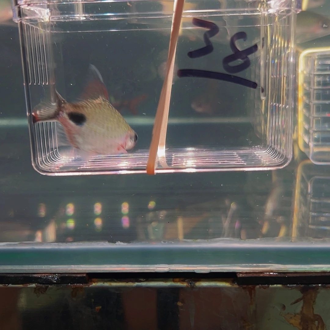 工具鱼瑕疵红杂鱼鱼鱼鱼38