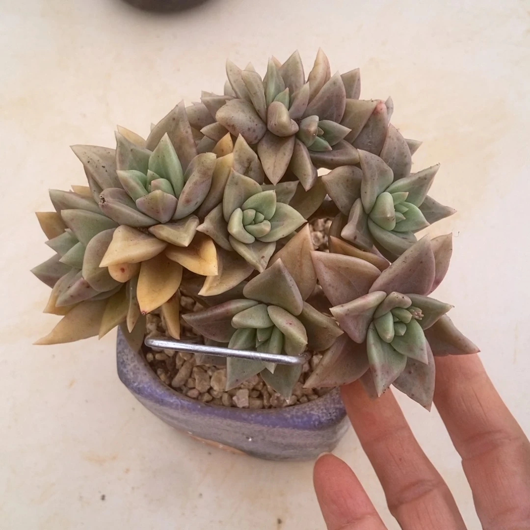 黄金标琳娜的人多肉多肉