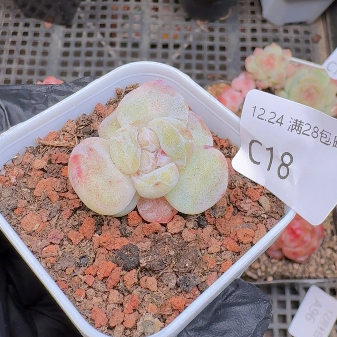 冰玉石化单头一颗脱土