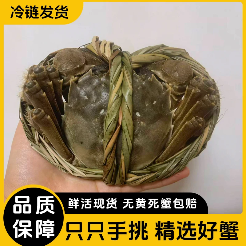 【巨无霸】兴化大闸蟹公蟹4.8-5.1两母蟹3.8-4.1两4/5对鲜活大螃蟹