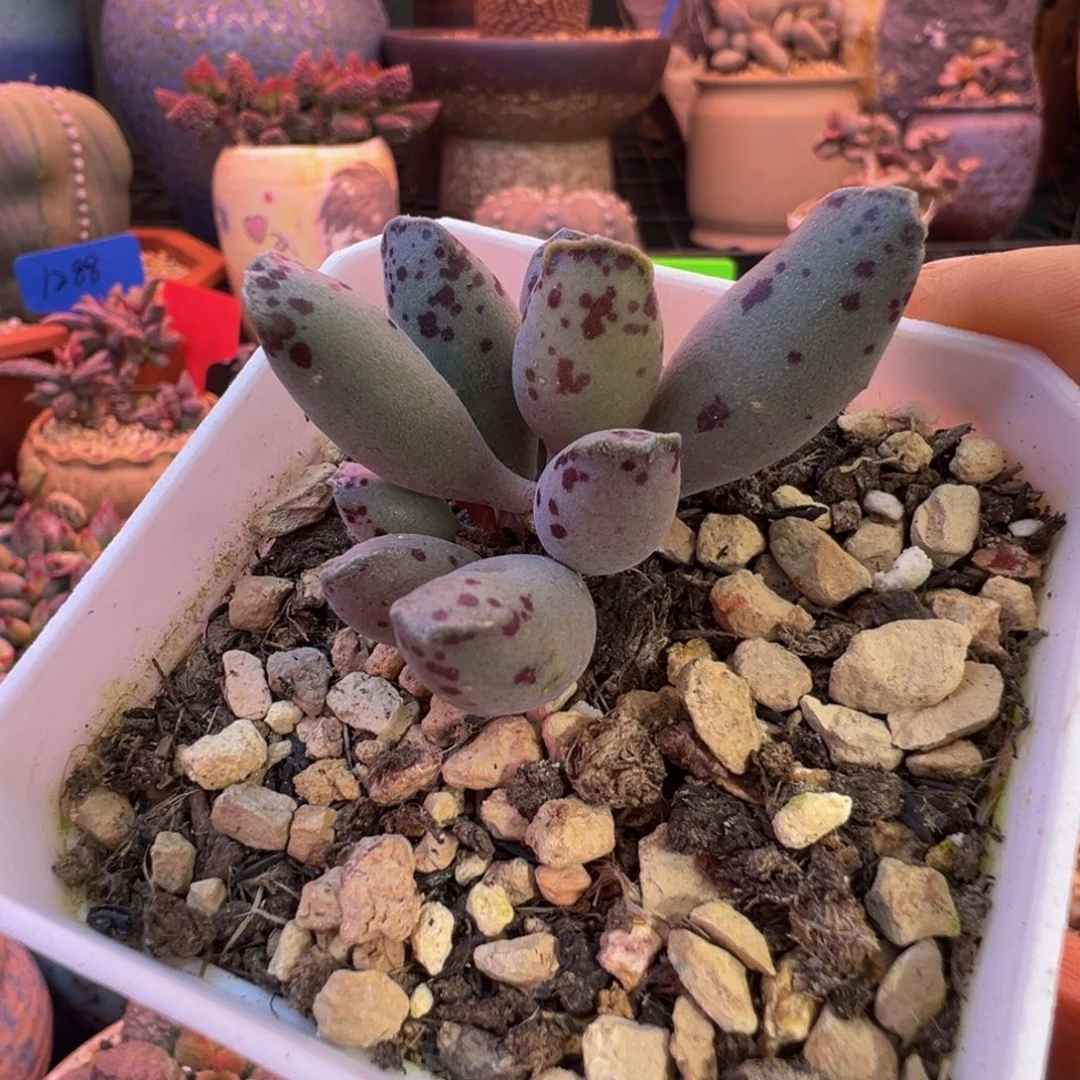 一组自拍，感谢支持