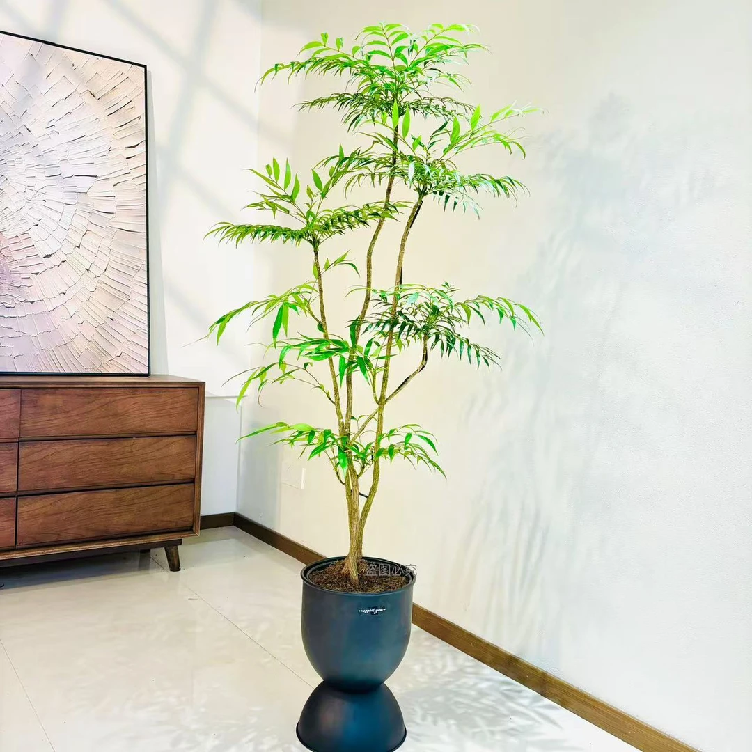 【十大功劳】黄天竹客厅大型绿植卧室盆栽