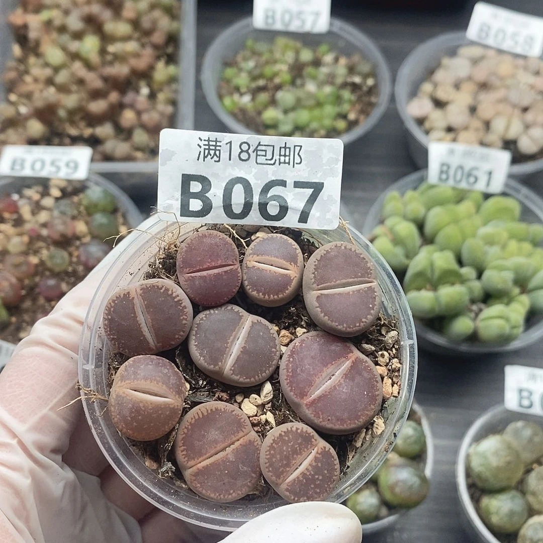 67啊快快乐乐了咯