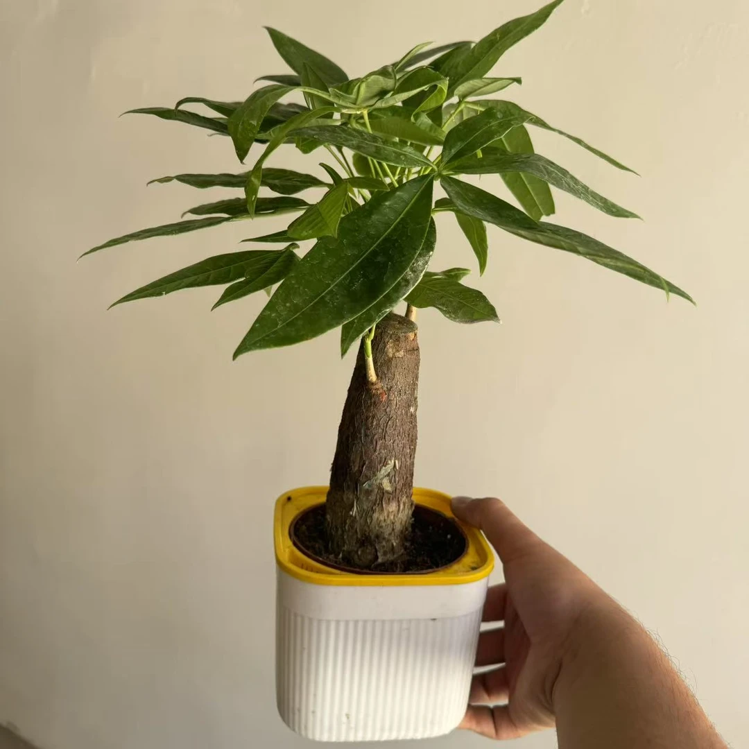 西藏包邮发财树盆栽室内植物客厅吸甲醛好养小盆景四季常青绿植