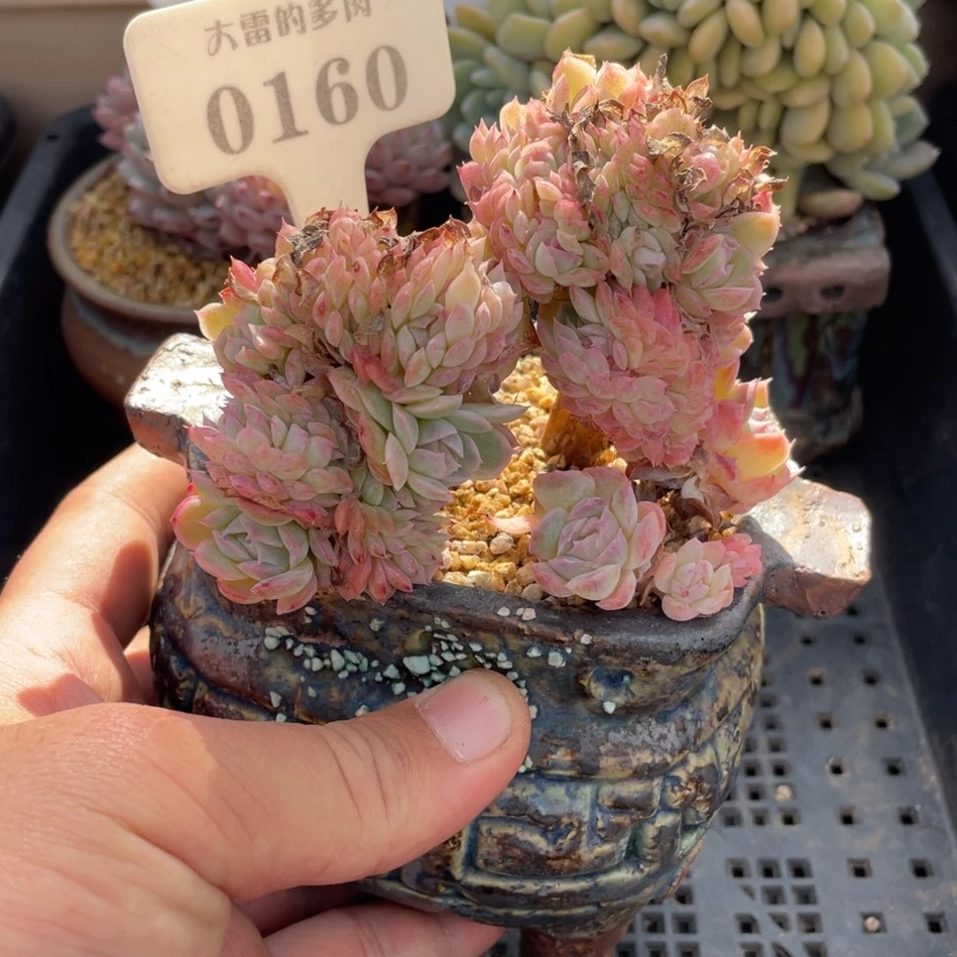 0160香妃缀不带盆9厘米