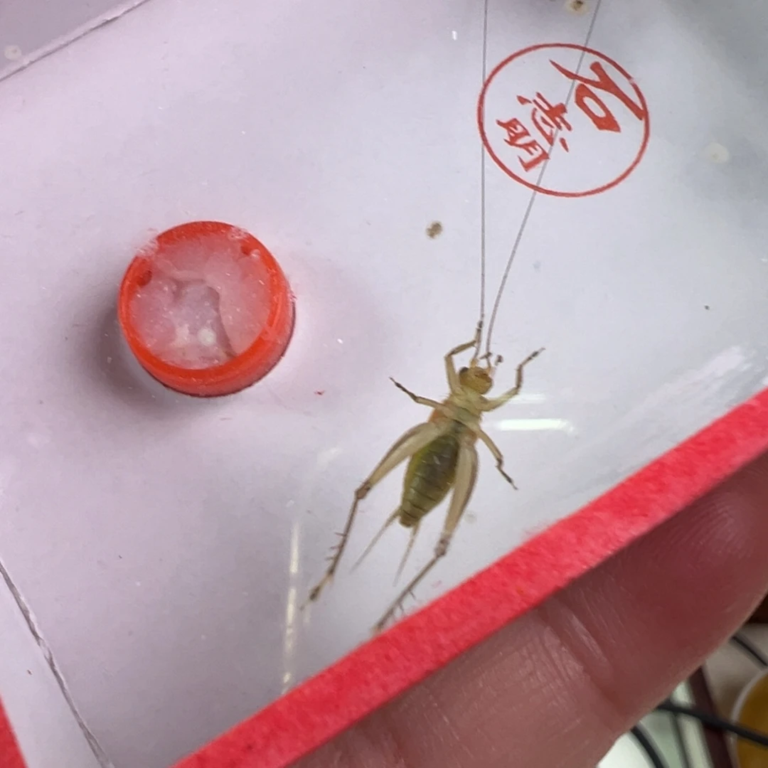 蟋蟀大个大黄蛉一只漂亮合适