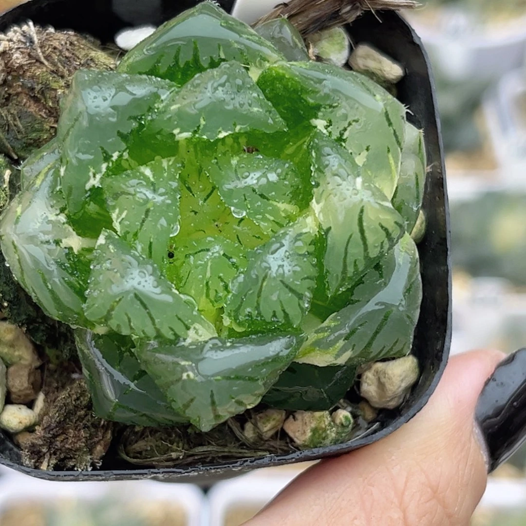 100大窗龙鳞玉露锦福利专场