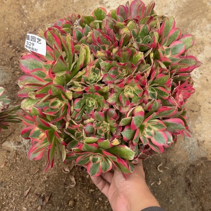 七彩石绣球多肉植物329