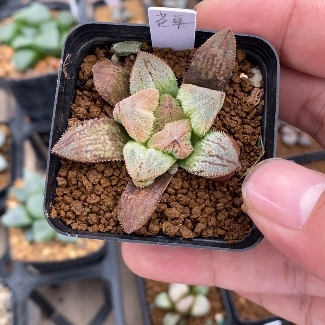 H***n168 一颗福利。