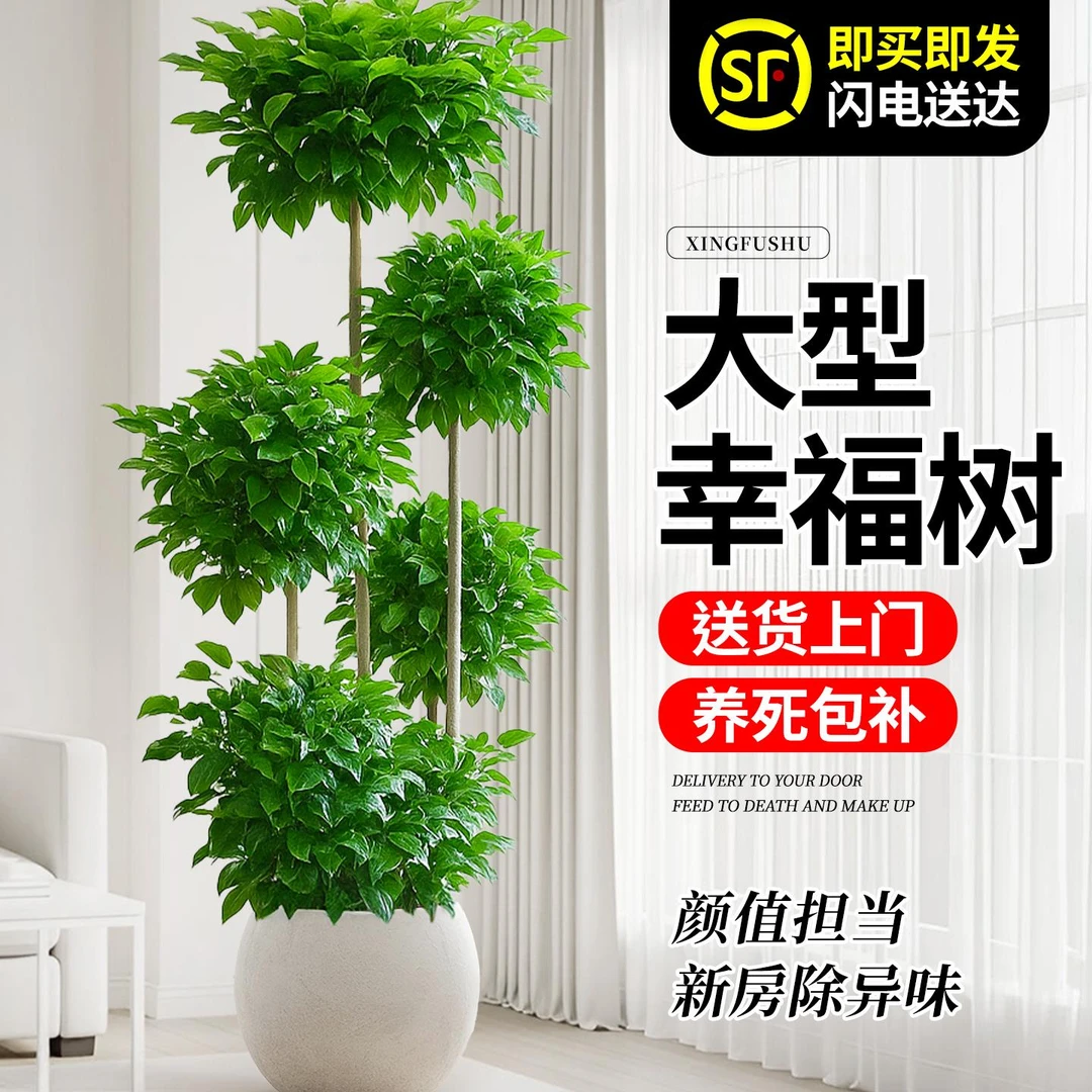 大型多层幸福树客厅大盆栽绿植室内植物花卉老桩大棵高级感真盆景
