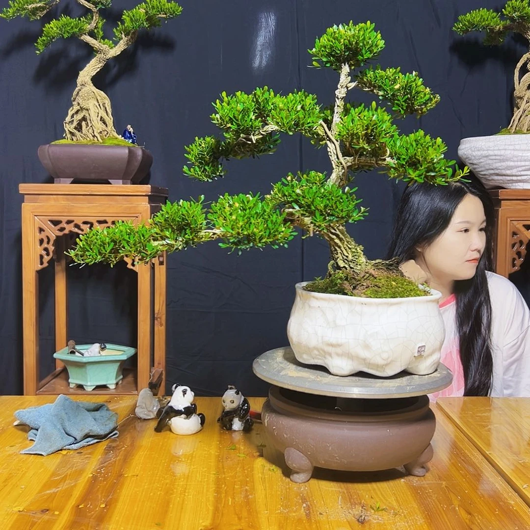 当前无花朵，栽培后可花朵