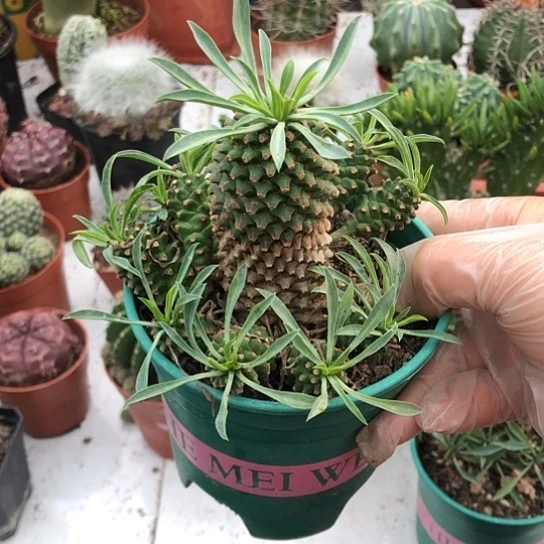 孙***-无花朵铁甲麒麟带盆土包邮