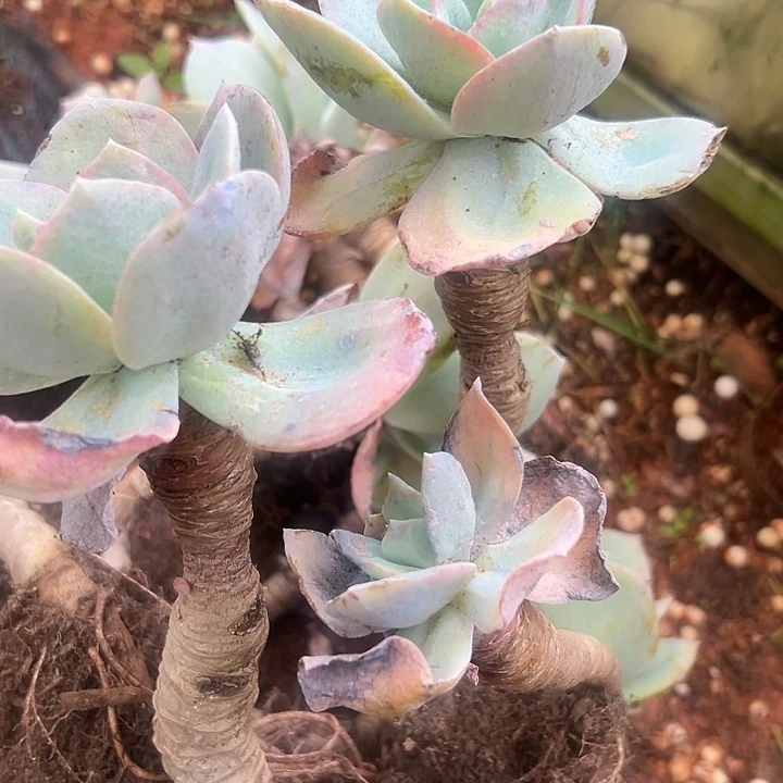 白凤老桩。