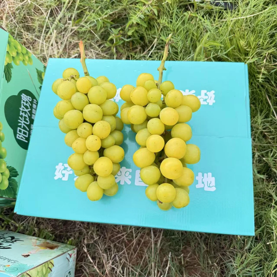 熟度很高的阳光玫瑰 高山种植 粒小发黄带斑但是浓香纯甜无酸