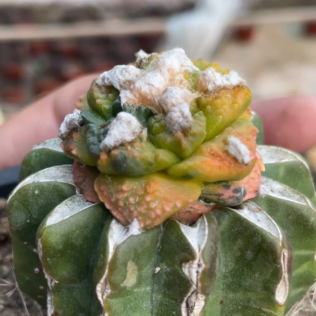 无花朵花斑基因锦049 仙人球