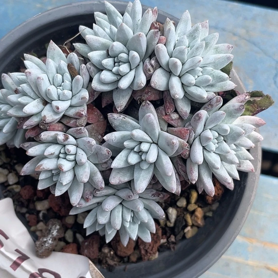 【闪购商品】大宽叶格诺马