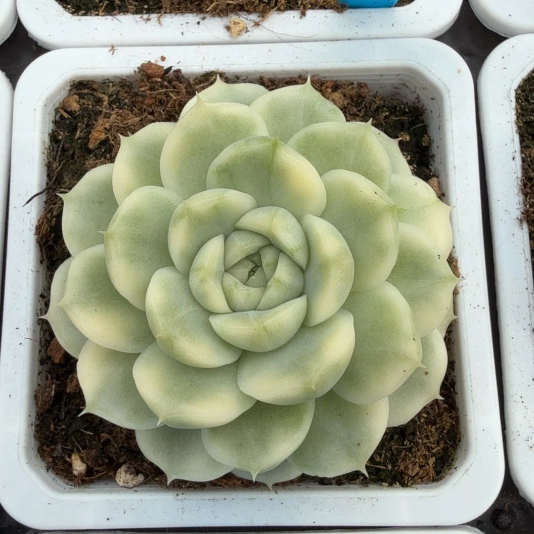 玫瑰锦锦上园艺一物一拍