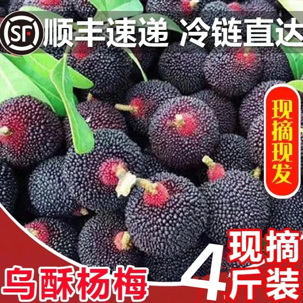 潮汕杨梅 杨梅中的劳斯莱斯 杨梅届的天花板 就是乌苏杨梅