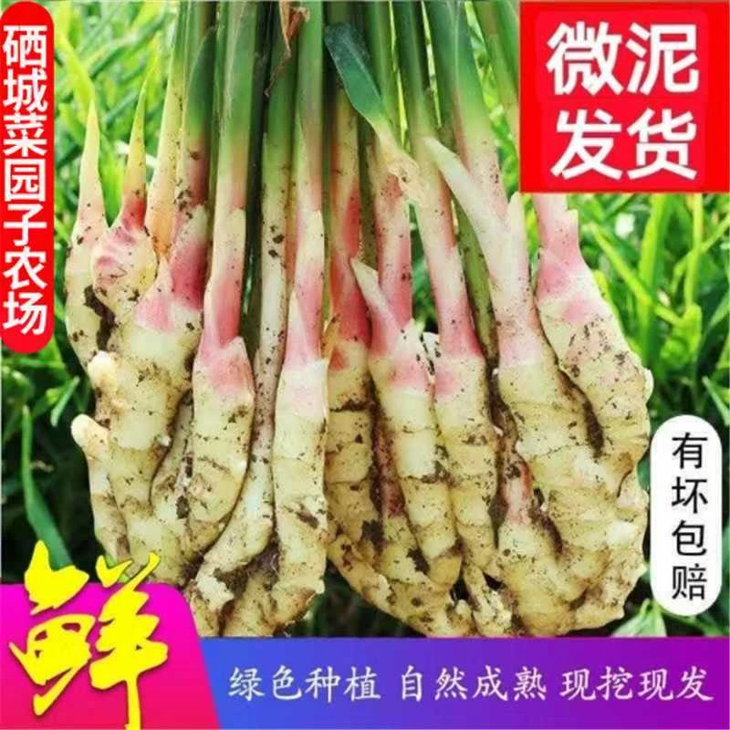 现挖嫩姜新鲜大仔姜子姜广西红芽仔姜指头生姜非云南老醋鲜姜泡姜
