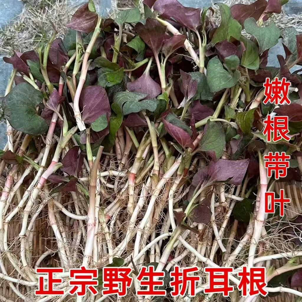 野生折耳根贵州新鲜现挖则耳根野生鱼腥草凉拌香料不洗带叶则耳根