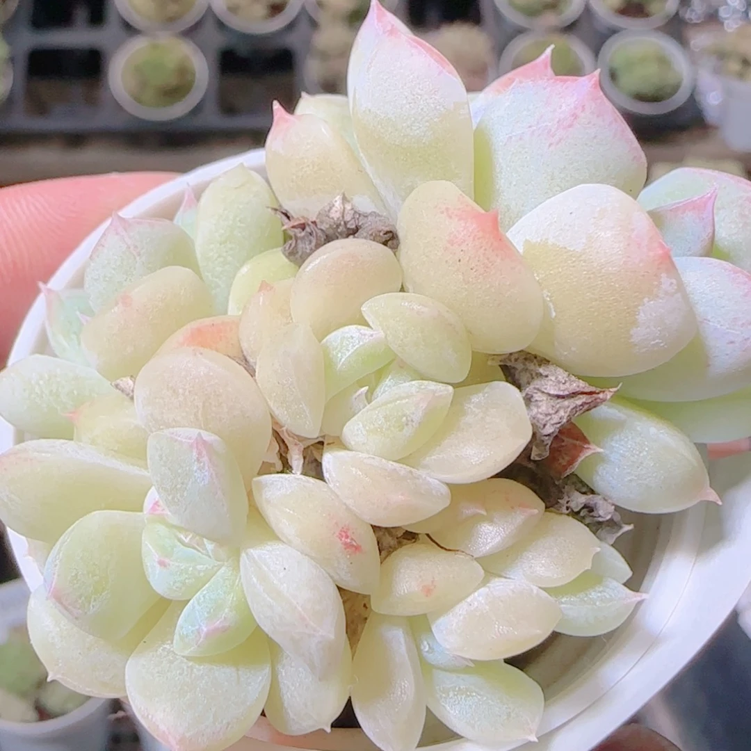 花语逸镜1104-510白桃