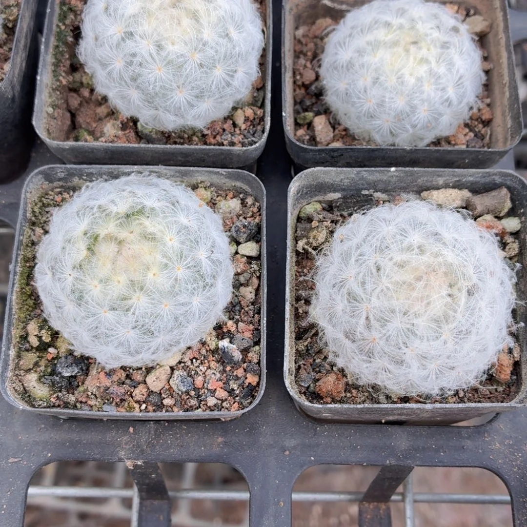 白星多肉9.9包邮发货