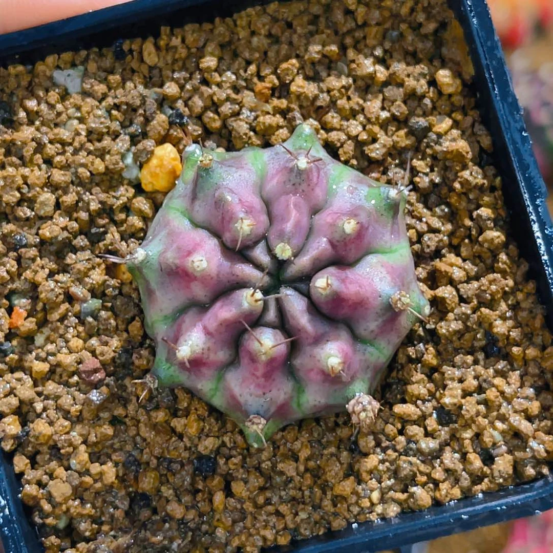 下播福利 葡萄紫皮色 自根3.8公分