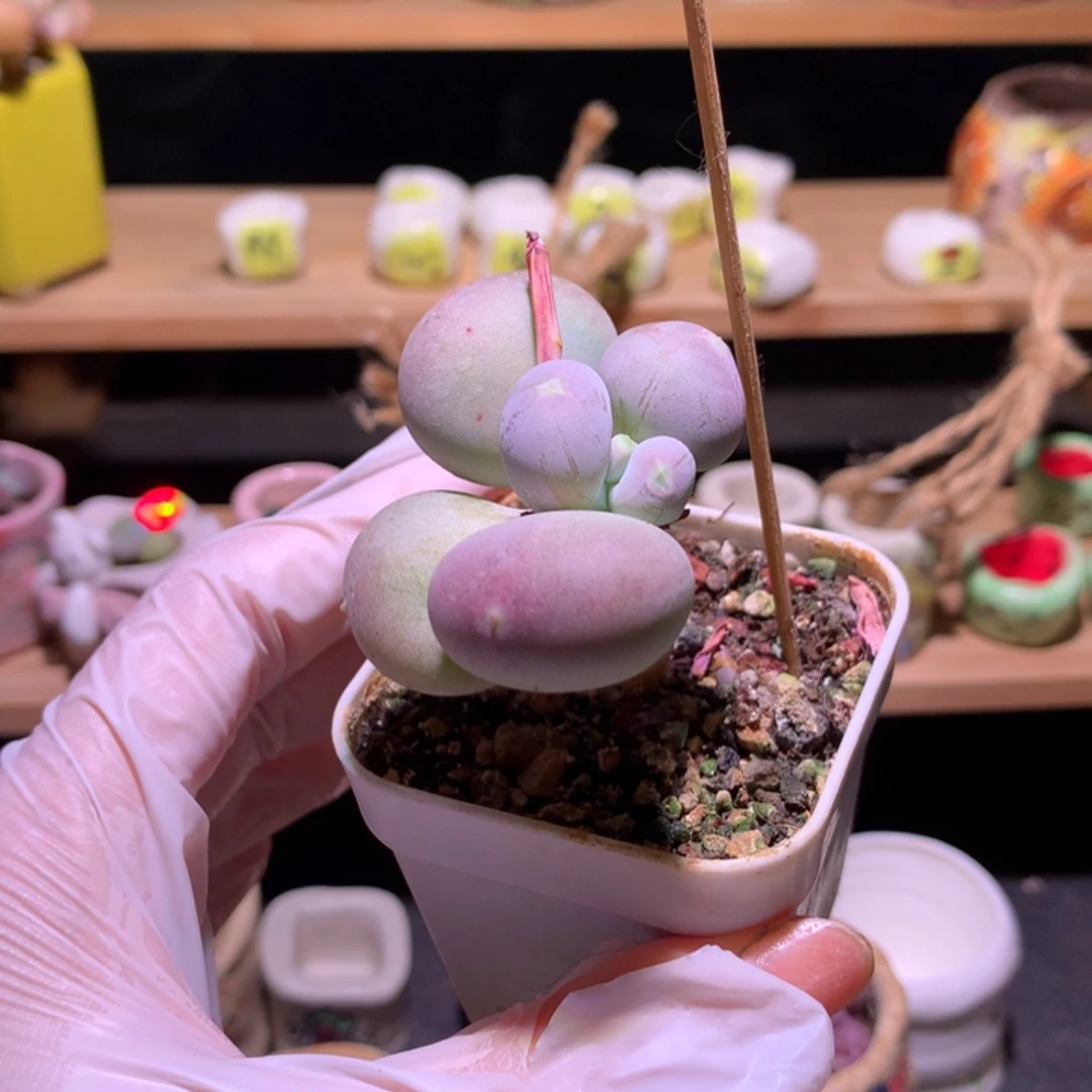 小屁桃奶酪多肉小屁桃