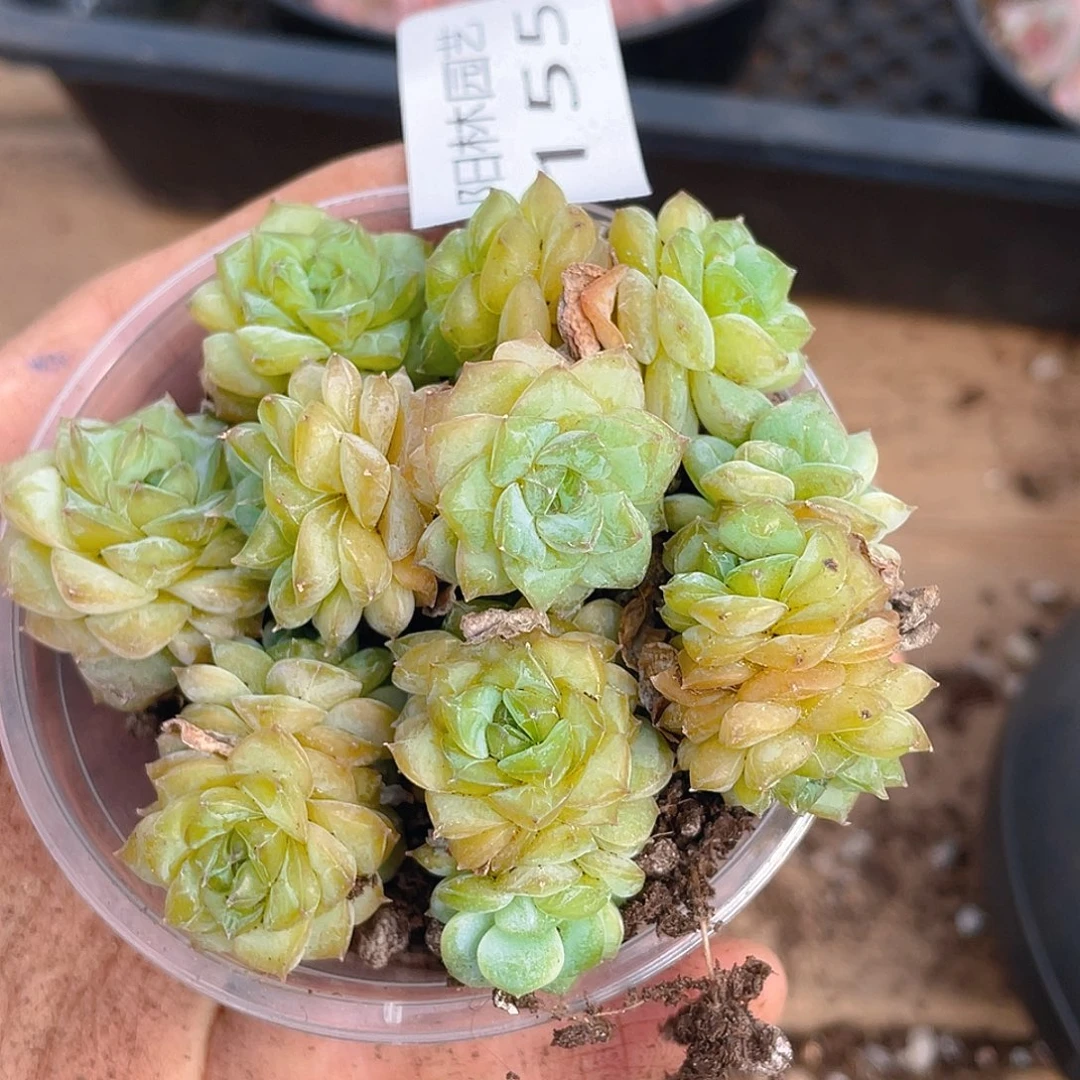 多肉植物多肉植物155