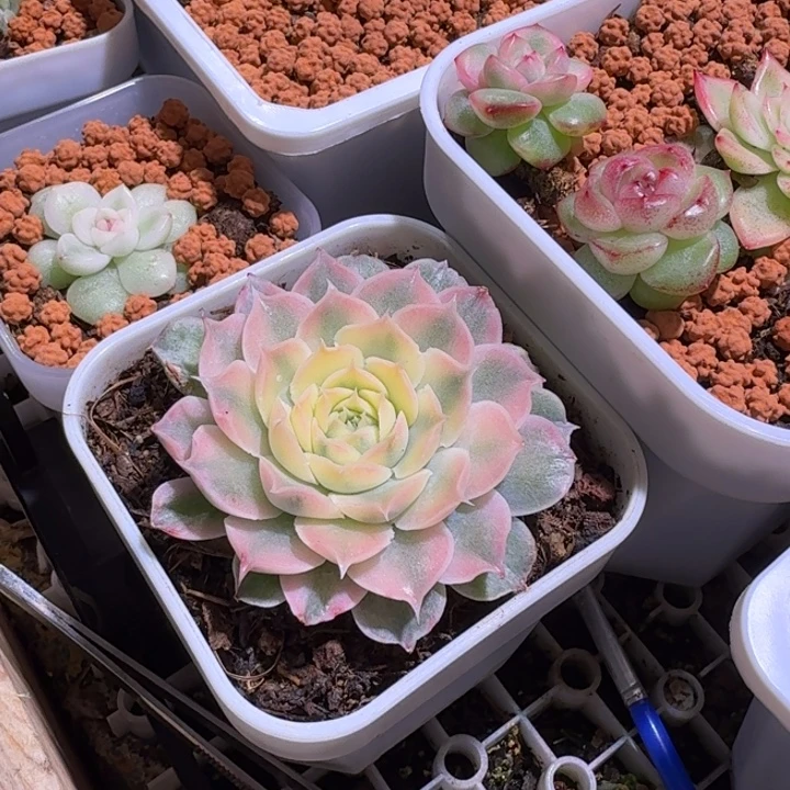 海琳娜锦多肉植物