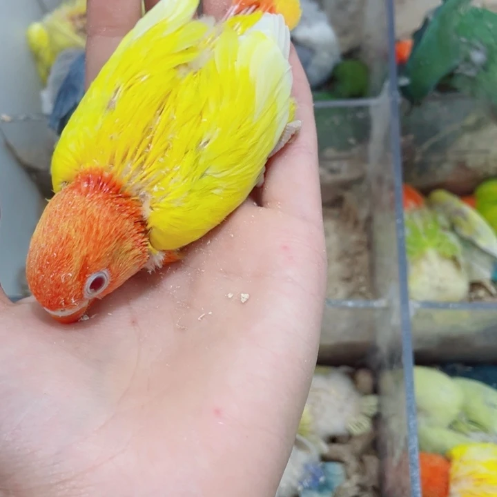 雪*景牡丹半毛一只