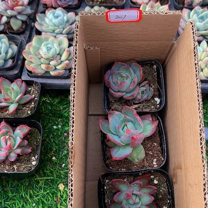 A201惊鸿仙子多肉