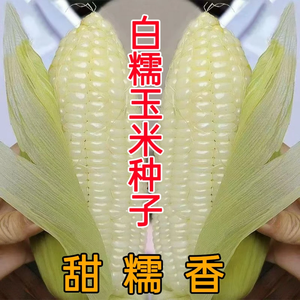 白糯玉米种子高产白玉米非转基因早熟软糯粘甜玉米农家粘玉米种籽