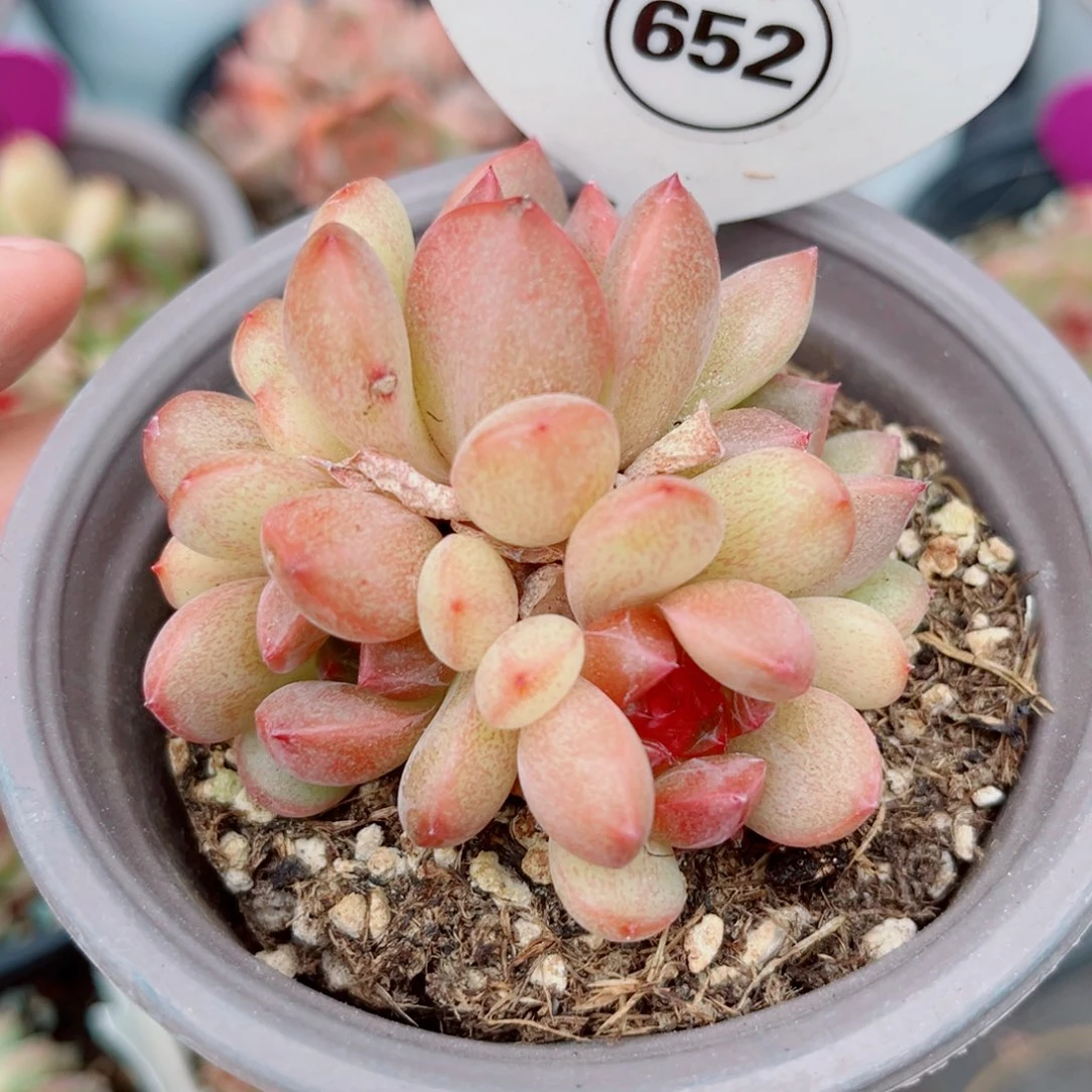 652号小老桩珍妮群